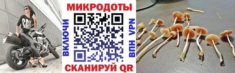 kraken как зайти Чайковский даркнет как зайти Галлюциногенные грибы Magic Shrooms
